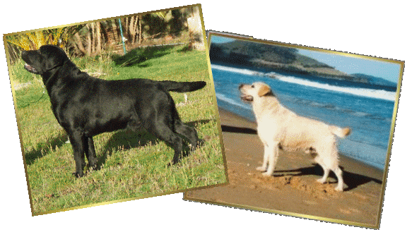 Black Labrador and Yellow Labrador