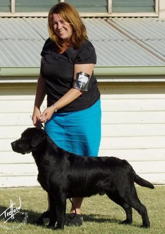 BIS RUBIS MBIG Aust Ch Bradorla Portrait of Ice - Black Labrador