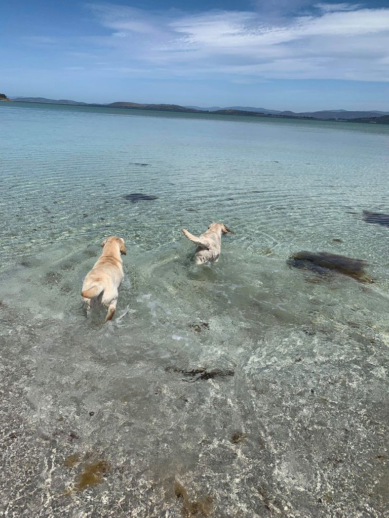 Bradorla Labradors Swimming