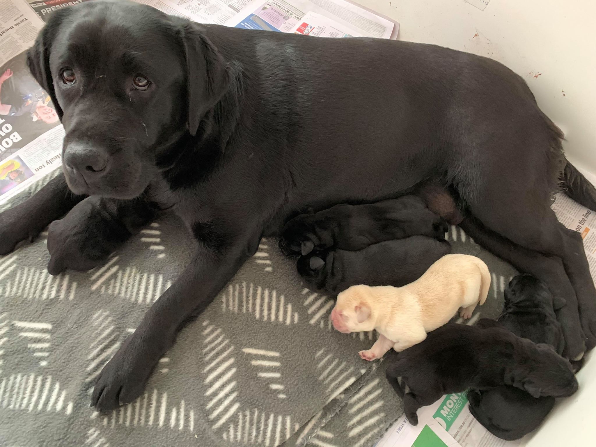Bradorla Labrador Puppies with mum